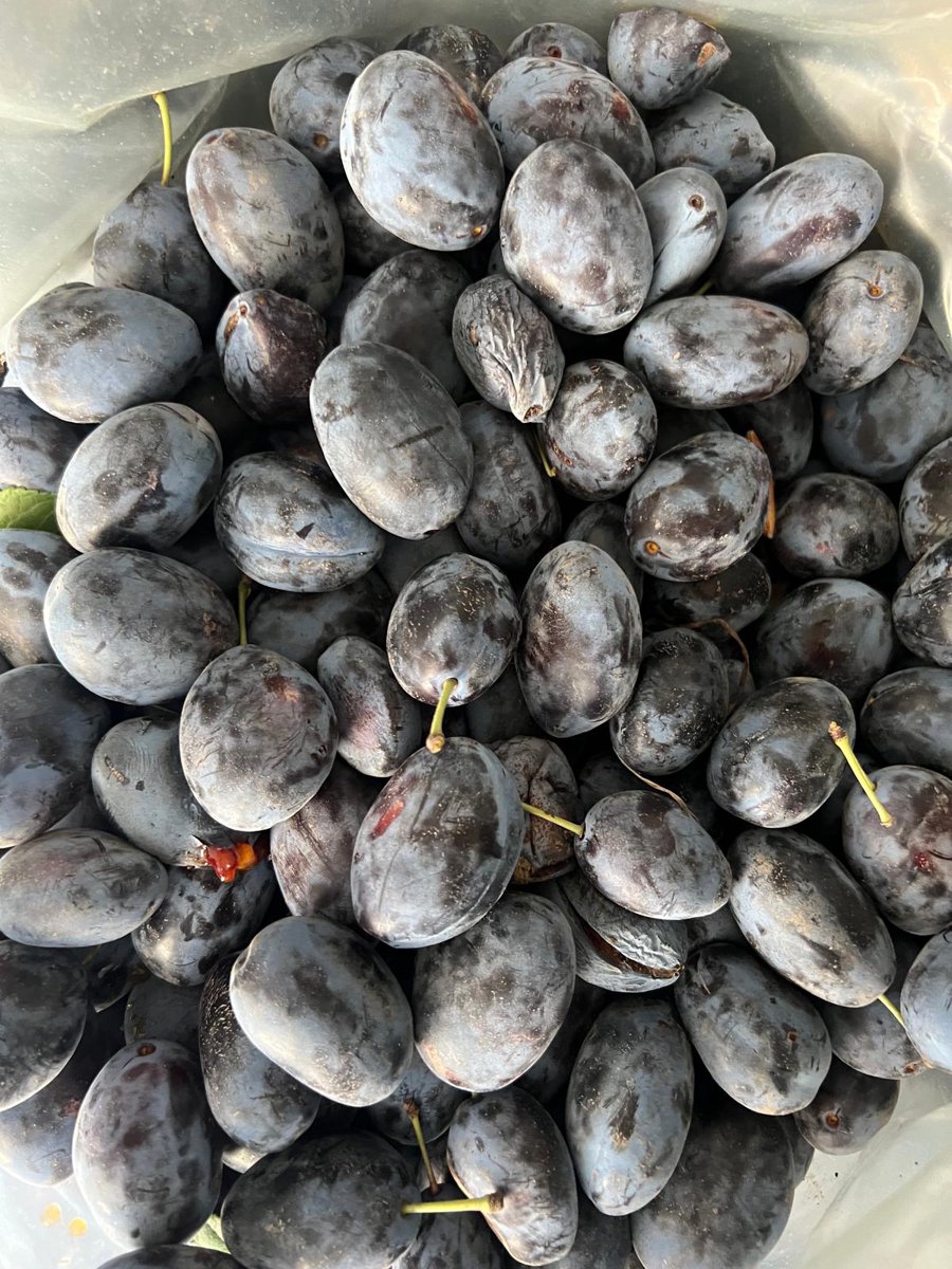 Prune proaspete Moldova
